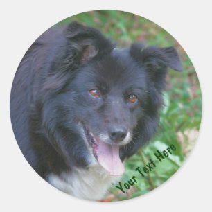 Border Collie Smiling Cute Dog Sticker