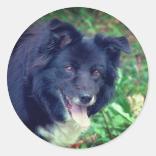 Border Collie Smiling Dog  Classic Round Sticker