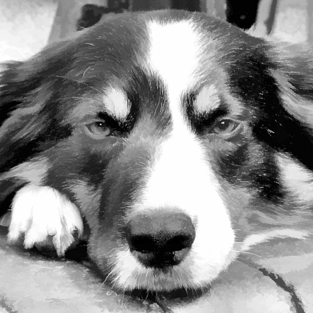 BORDER COLLIE SNOWFLAKE PEWTER CHRISTMAS ORNAMENT (Creator Uploaded)