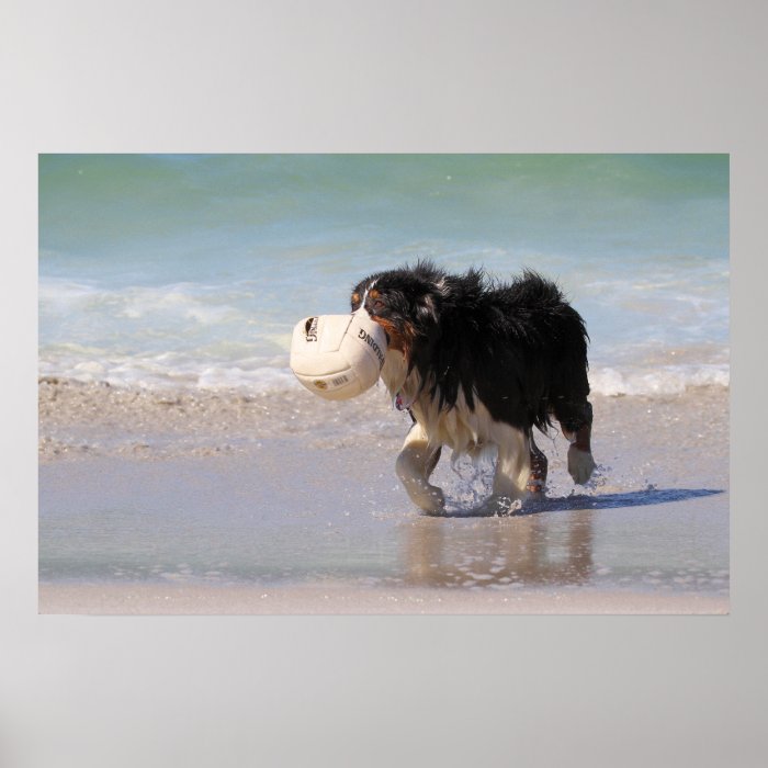 Border Collie   Soccer Anyone? Print