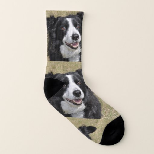 Border collie socks | Zazzle