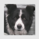 Border Collie Square Magnet