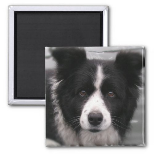 Border Collie Square Magnet