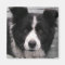 Border Collie Square Magnet