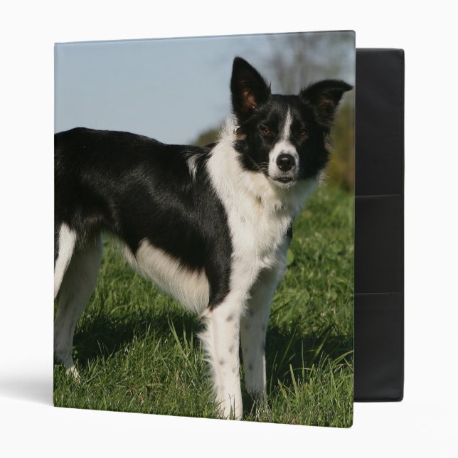 Border Collie Standing 3 Ring Binder (Front/Inside)