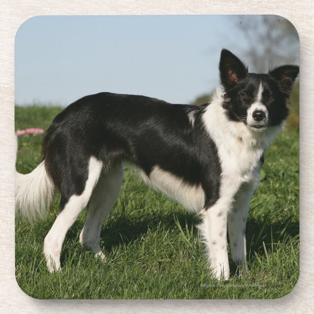 Border Collie Standing Beverage Coaster (Front)