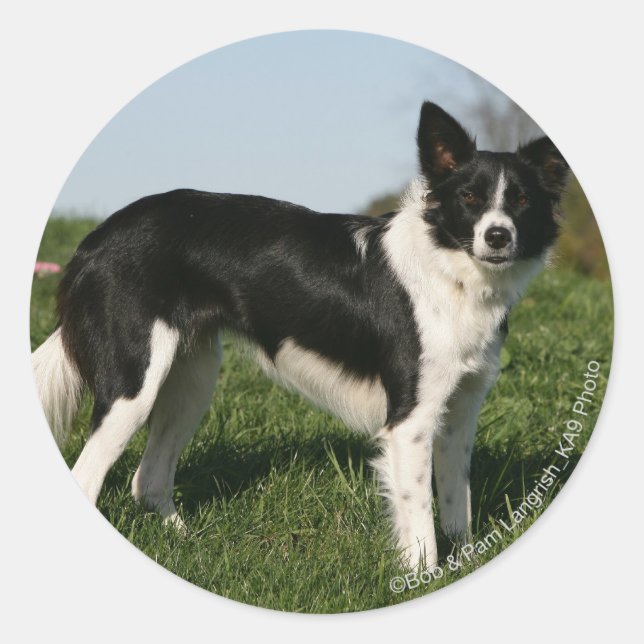 Border Collie Standing Classic Round Sticker (Front)