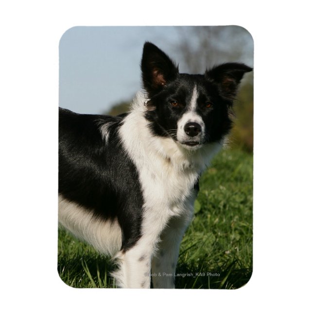 Border Collie Standing Magnet (Vertical)