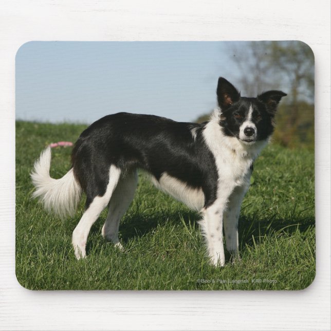 Border Collie Standing Mouse Pad (Front)