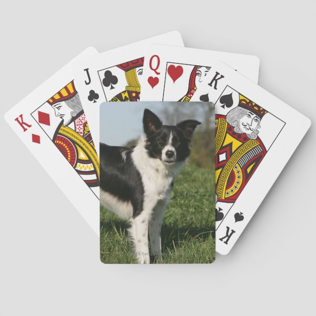 Border Collie Standing Poker Cards (Back)