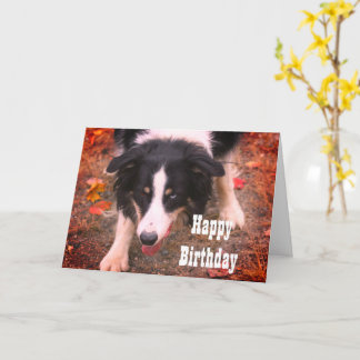 Border Collie Stare Dog Birthday Card