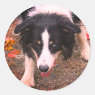 Border Collie Stare Dog Classic Round Sticker