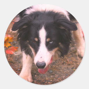 Border Collie Stare Dog Classic Round Sticker