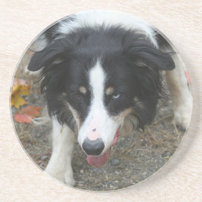 Border Collie Stare Dog Drink Coaster (Front)