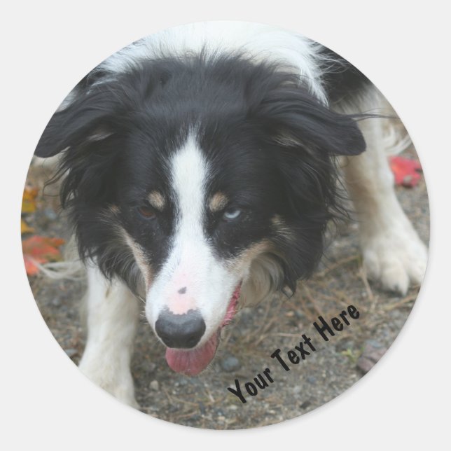 Border Collie Stare Dog Sticker (Front)