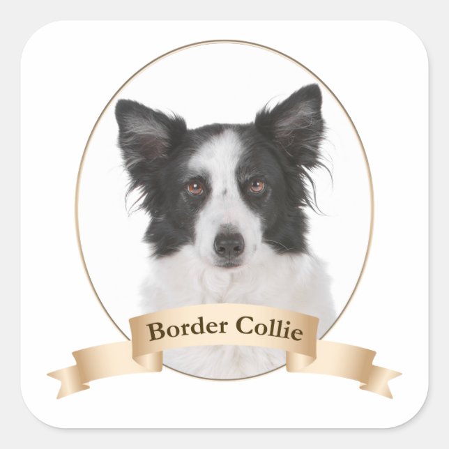 Border Collie Stickers (Front)