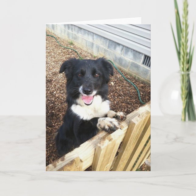 Border Collie Tess~Photo Card (Front)