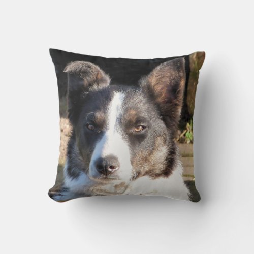 BORDER COLLIE THROW PILLOW