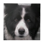 Border Collie Tile