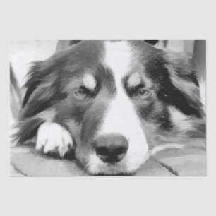 BORDER COLLIE TISSUE PAPER
