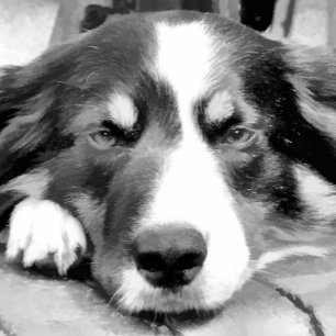 BORDER COLLIE TRI-FOLD WALLET