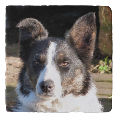 BORDER COLLIE TRIVET