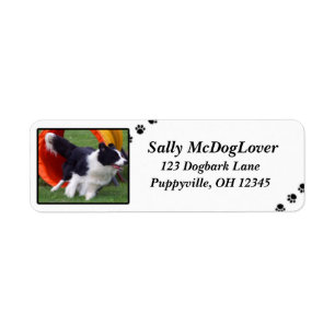 Border Collie Tunnel Agility Label