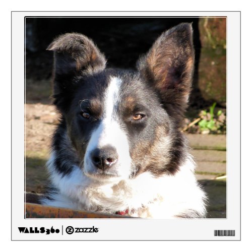 BORDER COLLIE WALL STICKER