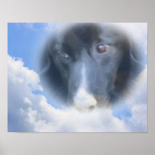 Border Collie Watching From Above Poster