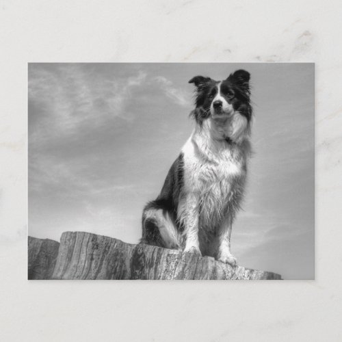 Border Collie Watching from Tree Trunk Postcard