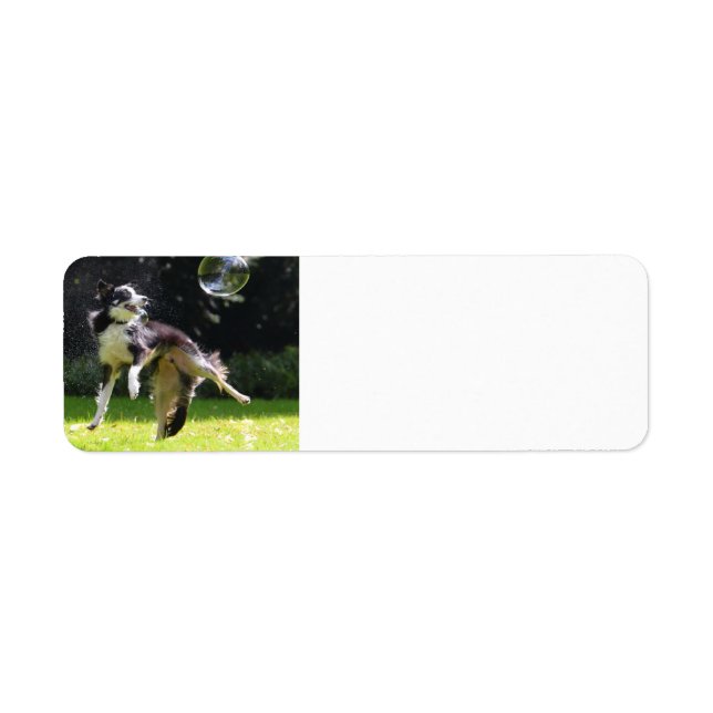 border collie with soap bubble label (Front)