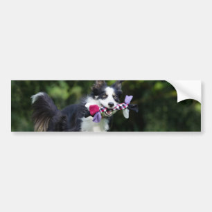 border collie with toy bumper sticker