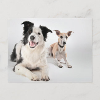 Border collie with whippet postcard