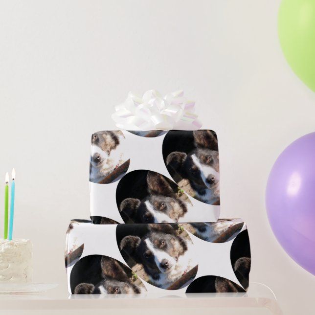 BORDER COLLIE WRAPPING PAPER (Party Gifts)