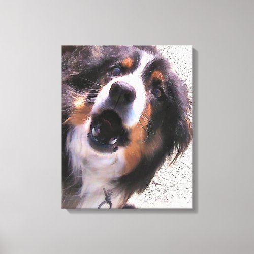 BORDER COLLIES CANVAS PRINT