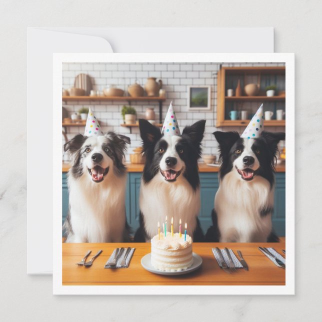 Border Collies, Dog birthday card, Dog  Invitation (Front)
