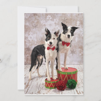 Border Collies Holiday Card