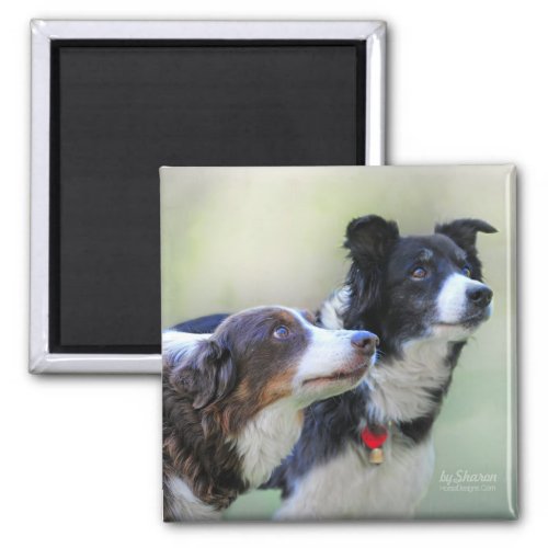 Border Collies Magnet