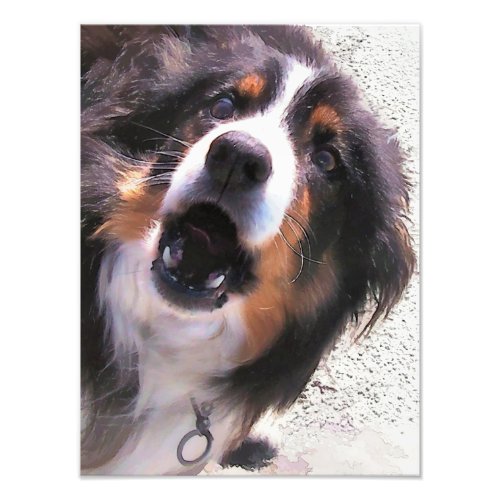 BORDER COLLIES PHOTO PRINT