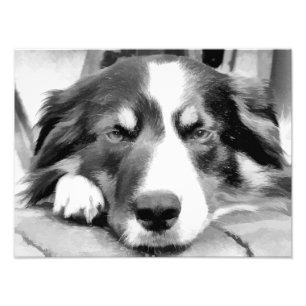 BORDER COLLIES PHOTO PRINT