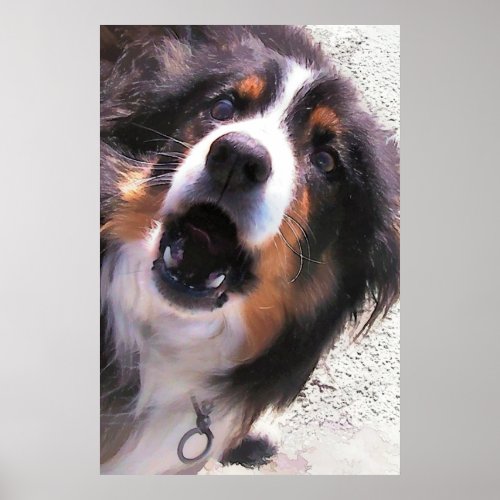 BORDER COLLIES POSTER