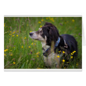 Border in the buttercups (Front Horizontal)