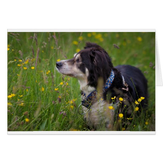 Border in the buttercups (Front Horizontal)