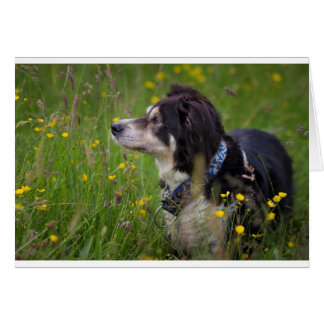 Border in the buttercups cards