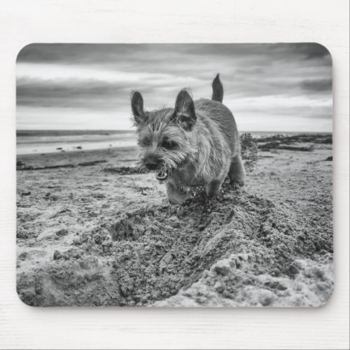 Border Terrier Digging Photography Mousepad