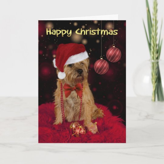 border terrier dog in a santa hat happy christmas holiday
