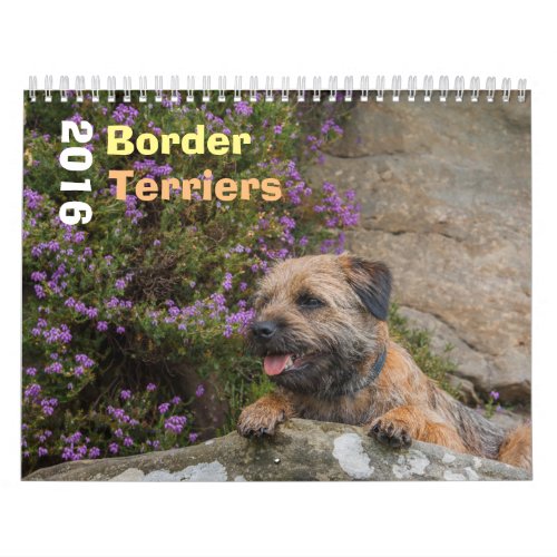Border Terrier Dog Medium White Calendar