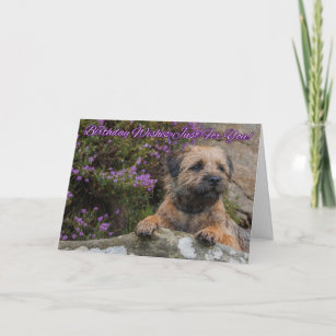 Border Terrier On A Rock With Wild Purple Heather Card