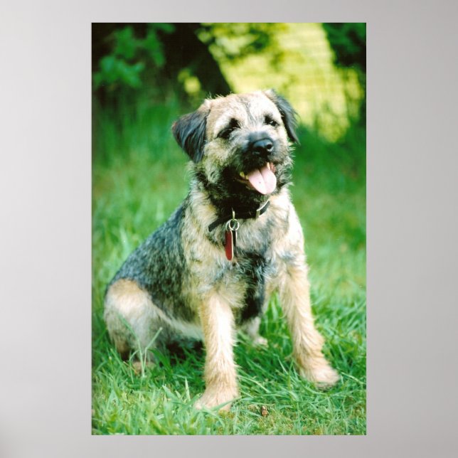 Border Terrier Poster (Front)