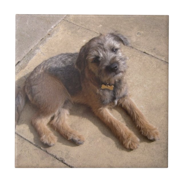 Border Terrier Puppy Ceramic Tile (Front)